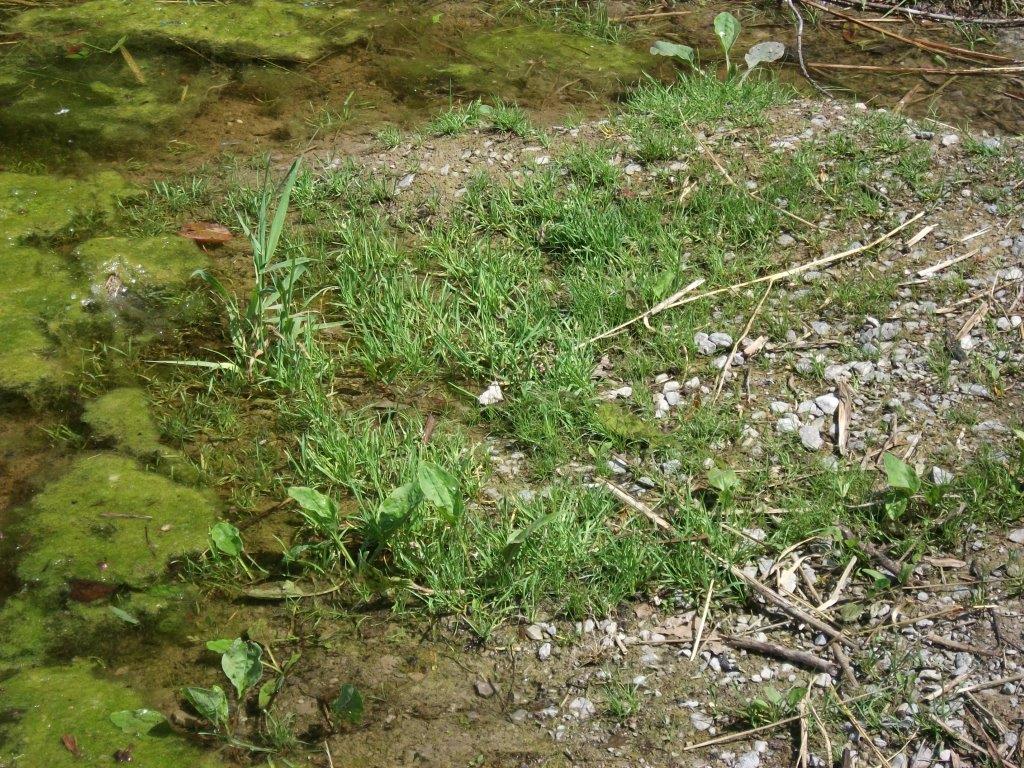 288_coggins_road_dnr_boat_launch.jpg 288_coggins_road_dnr_boat_launch.jpg