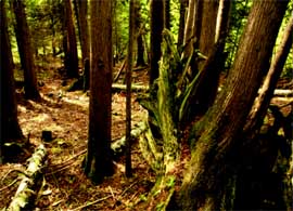 boyde_banwell_nature_preserve.jpg boyde_banwell_nature_preserve.jpg