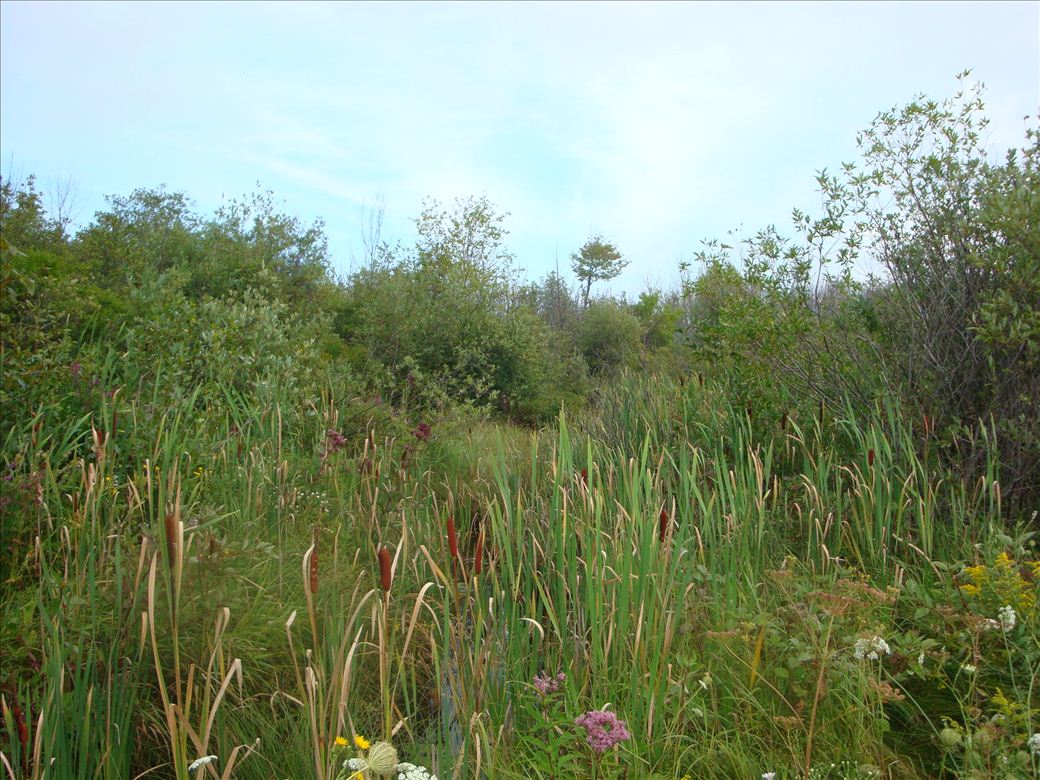 dsc07597.jpg dsc07597.jpg