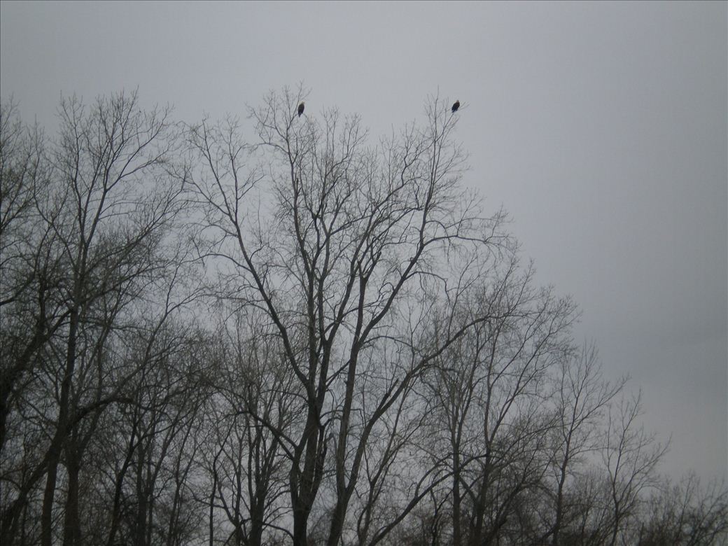 Eagles on Stony Island Eagles on Stony Island