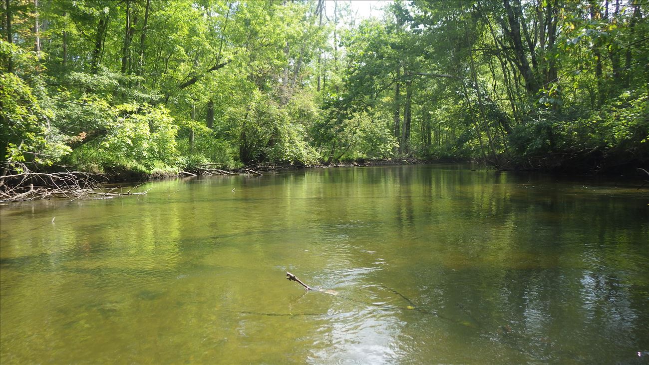 At low river levels in August, the water is often clear enough to see Bass lurking behind submerged logs. At low river levels in August, the water is often clear enough to see Bass lurking behind submerged logs.