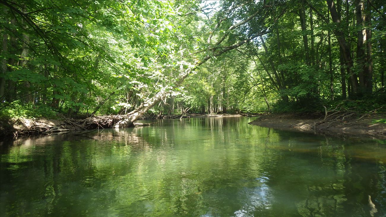 View the spectacular floodplain forest along the Paw Paw River. View the spectacular floodplain forest along the Paw Paw River.