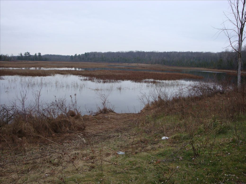 mouth_of_pigeon_1.jpg mouth_of_pigeon_1.jpg
