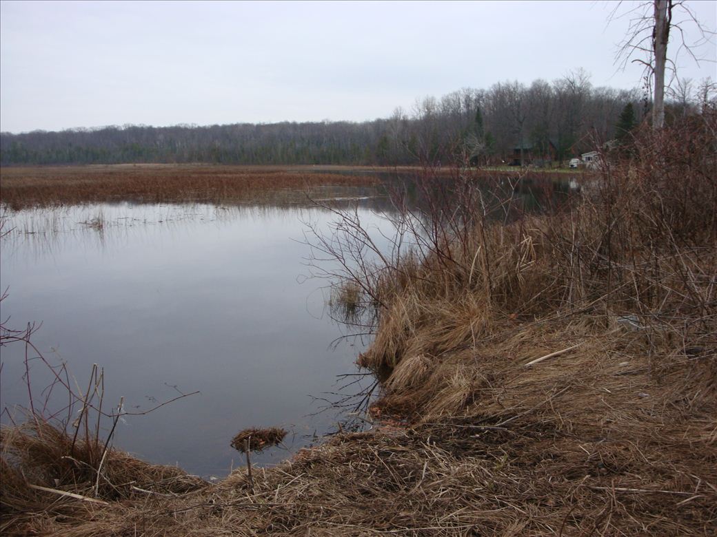 mouth_of_pigeon_3.jpg mouth_of_pigeon_3.jpg