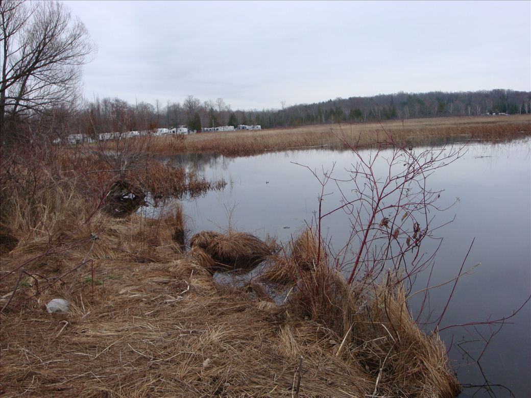 mouth_of_pigeon_4.jpg mouth_of_pigeon_4.jpg