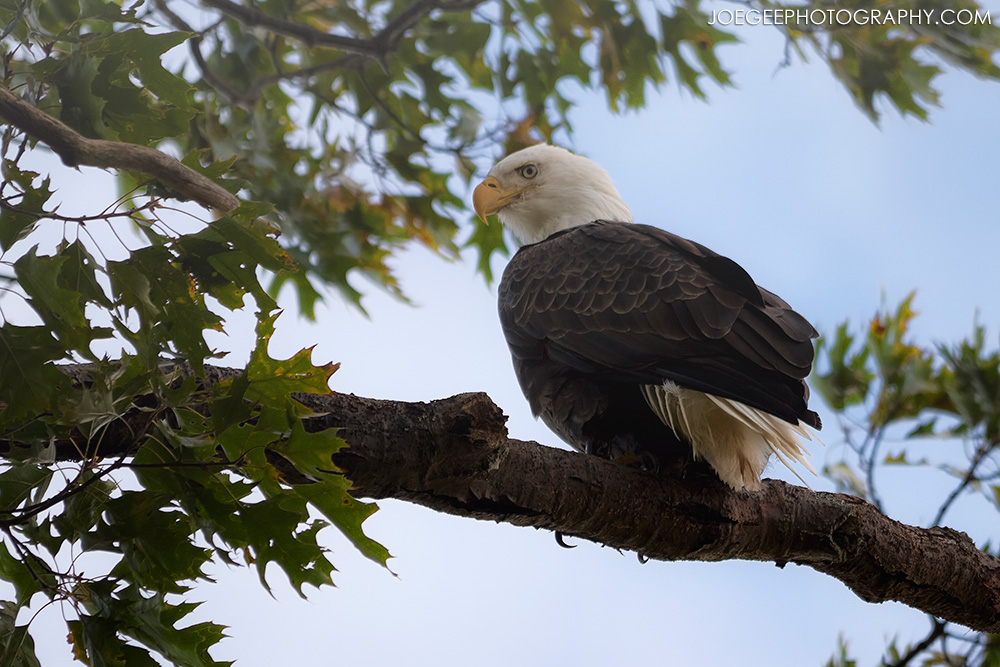 muskegonstateparkbaldeagle.jpg muskegonstateparkbaldeagle.jpg