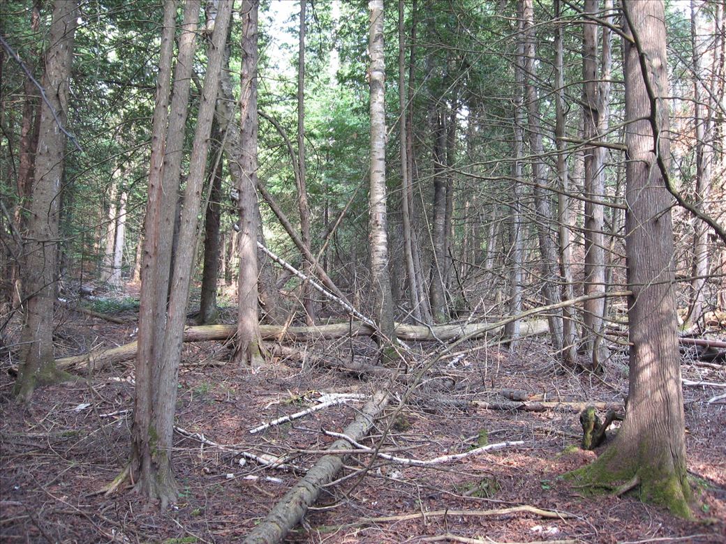 needlepoint_04.jpg needlepoint_04.jpg